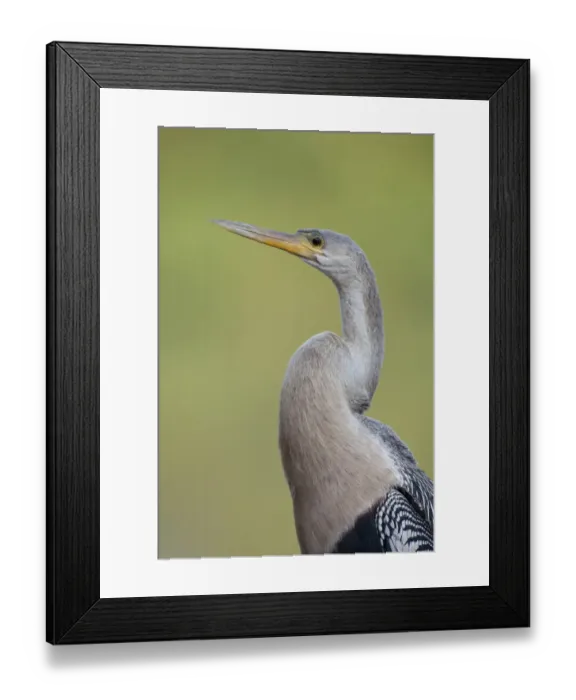 Framed Print : Anhinga (Anhinga anhinga) adult female, close-up of head and neck, Pantanal, Mato Grosso, Brazil Framed Print : Anhinga (Anhinga anhinga) adult female, close-up of head and neck, Pantanal, Mato Grosso, Brazil