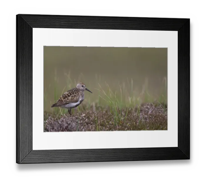 Framed Print : Dunlin (Calidris alpina) adult, in breeding plumage, standing on moorland, Shetland Islands, Scotland, june Framed Print : Dunlin (Calidris alpina) adult, in breeding plumage, standing on moorland, Shetland Islands, Scotland, june