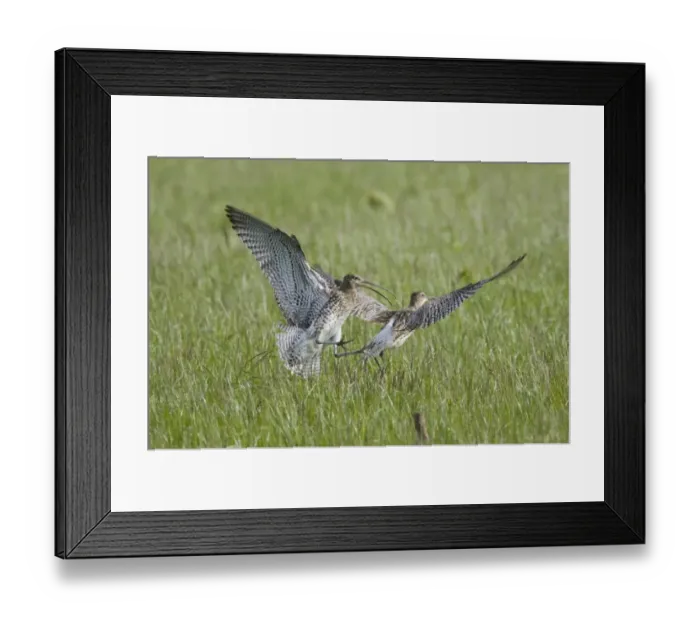 Framed Print : Eurasian Curlew (Numenius arquata) two adults, fighting over territory, Mainland, Orkney, Scotland, june Framed Print : Eurasian Curlew (Numenius arquata) two adults, fighting over territory, Mainland, Orkney, Scotland, june