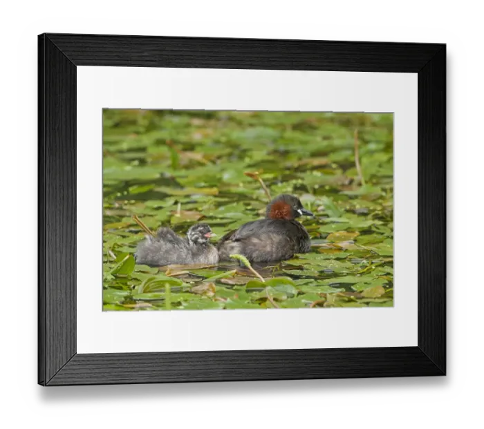 Framed Print : Little Grebe (Tachybaptus ruficollis) adult with chick, swimming amongst floating vegetation on canal, Derbyshire, England, july Framed Print : Little Grebe (Tachybaptus ruficollis) adult with chick, swimming amongst floating vegetation on canal, Derbyshire, England, july