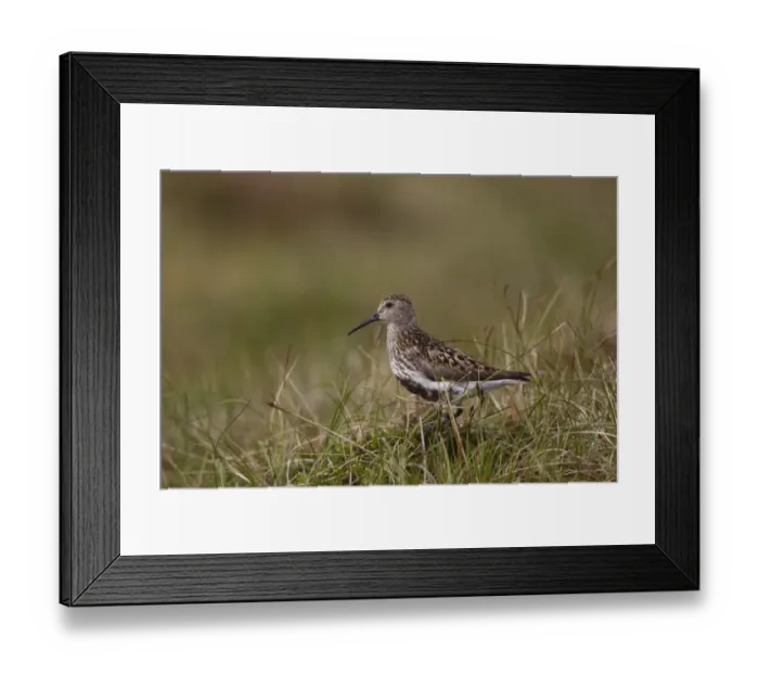 Framed Print : Dunlin (Calidris alpina) adult, in breeding plumage, standing on moorland, Shetland Islands, Scotland, june Framed Print : Dunlin (Calidris alpina) adult, in breeding plumage, standing on moorland, Shetland Islands, Scotland, june