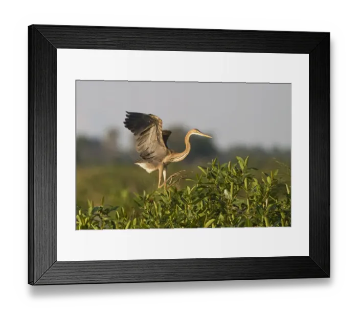 Framed Print : Purple Heron (Ardea purpurea) immature, in flight, landing in tree, Godikwe Lagoon, Okavango Delta, Botswana