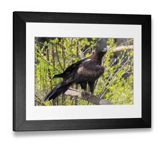 Framed Print : Wedge-tailed Eagle (Aquila audax) adult, perched on branch, South Australia, Australia Framed Print : Wedge-tailed Eagle (Aquila audax) adult, perched on branch, South Australia, Australia