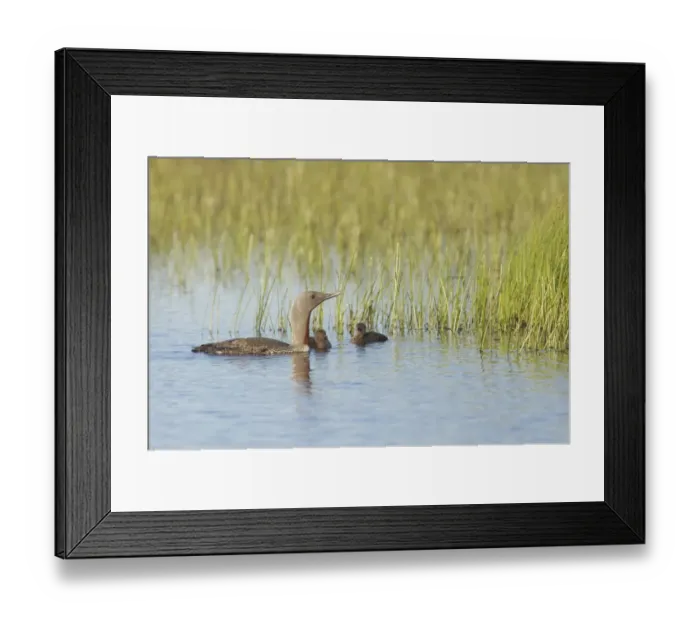Framed Print : Red-throated Diver (Gavia stellata) adult, summer plumage, with two chicks, swimming, Finland Framed Print : Red-throated Diver (Gavia stellata) adult, summer plumage, with two chicks, swimming, Finland