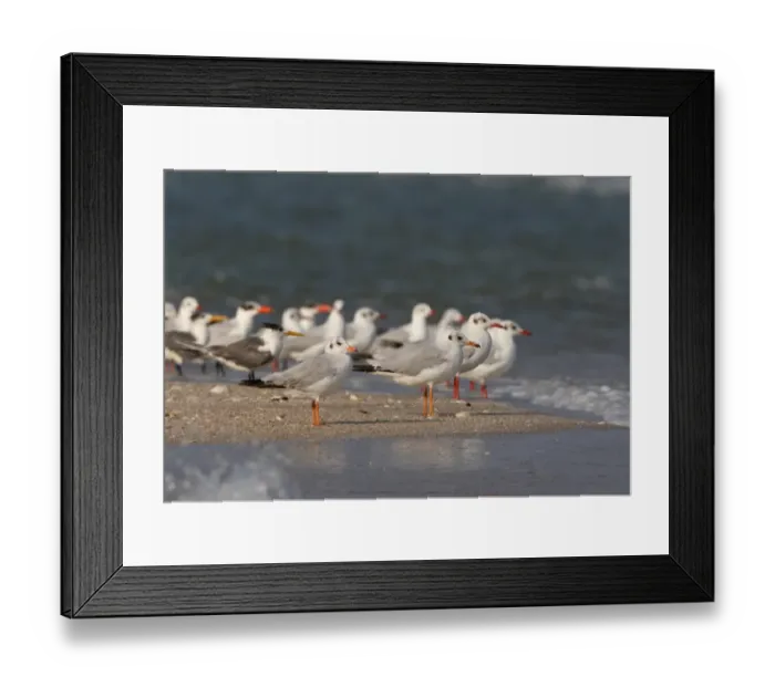 Framed Print : Brown-headed Gull (Larus brunnicephalus) two immatures, first winter plumage, standing with adults and terns on sandy spit, Thailand, february Framed Print : Brown-headed Gull (Larus brunnicephalus) two immatures, first winter plumage, standing with adults and terns on sandy spit, Thailand, february