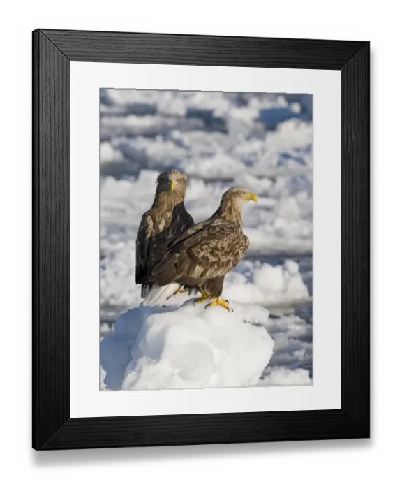 Framed Print : White-tailed Eagle (Haliaeetus albicilla) two adults, standing on sea ice, Nemuro Channel, Hokkaido, Japan, winter Framed Print : White-tailed Eagle (Haliaeetus albicilla) two adults, standing on sea ice, Nemuro Channel, Hokkaido, Japan, winter