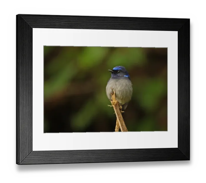 Framed Print : Small Niltava (Niltava macgrigoriae signata) adult male, perched on stick, Arunachal Pradesh, India, january Framed Print : Small Niltava (Niltava macgrigoriae signata) adult male, perched on stick, Arunachal Pradesh, India, january