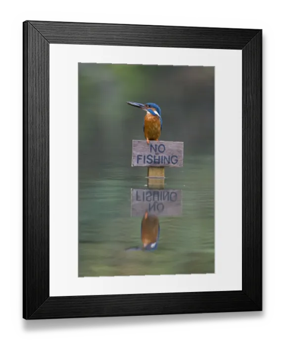 Framed Print : Common Kingfisher (Alcedo atthis) adult male, feeding, with Three-spined Stickleback (Gasterosteus aculeatus) prey in beak, perched on No Fishing sign, Suffolk, England, may Framed Print : Common Kingfisher (Alcedo atthis) adult male, feeding, with Three-spined Stickleback (Gasterosteus aculeatus) prey in beak, perched on No Fishing sign, Suffolk, England, may