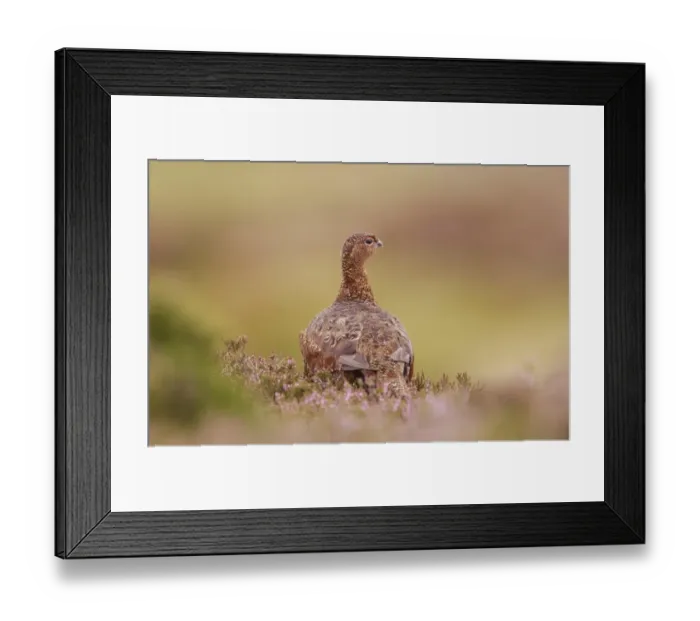 Framed Print : Red Grouse (Lagopus lagopus scoticus) adult male, standing amongst flowering heather on moorland, Yorkshire Dales N. P. Yorkshire, England, august Framed Print : Red Grouse (Lagopus lagopus scoticus) adult male, standing amongst flowering heather on moorland, Yorkshire Dales N. P. Yorkshire, England, august
