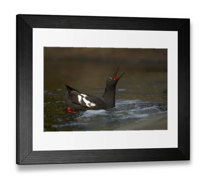 Framed Print : Pigeon Guillemot (Cepphus columba) adult, displaying on water, Oregon, U. S. A