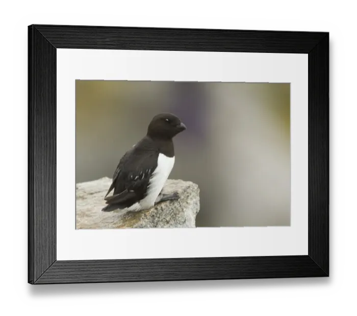 Framed Print : Little Auk (Alle alle) adult, summer plumage, sitting on rock, Svalbard, july