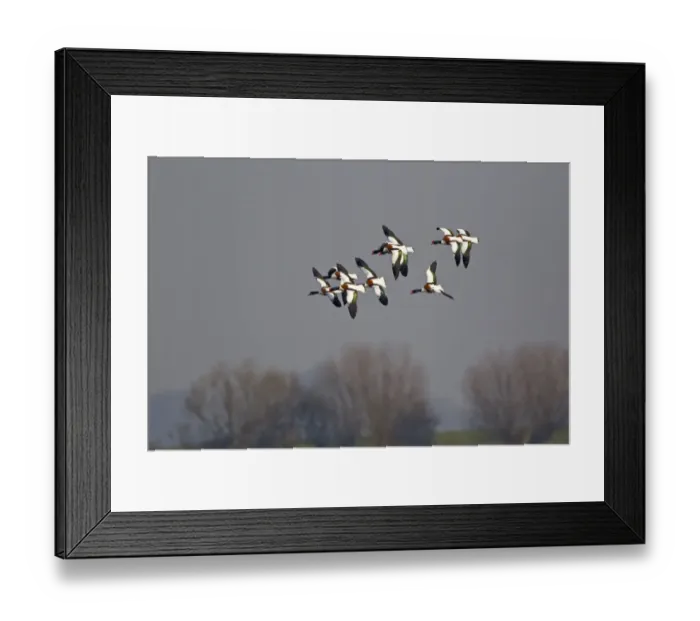 Framed Print : Common Shelduck (Tadorna tadorna) adult males and female, flock, in flight, Slimbridge, Gloucestershire, England, march Framed Print : Common Shelduck (Tadorna tadorna) adult males and female, flock, in flight, Slimbridge, Gloucestershire, England, march