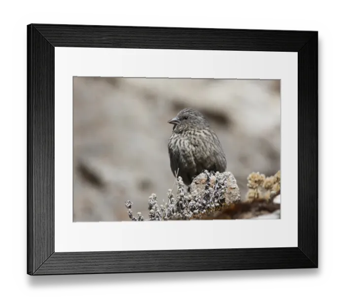 Framed Print : Black-headed Mountain-finch (Leucosticte brandti haematopygia) adult, perched on rock, Sela Pass, Arunachal Pradesh, India, january Framed Print : Black-headed Mountain-finch (Leucosticte brandti haematopygia) adult, perched on rock, Sela Pass, Arunachal Pradesh, India, january