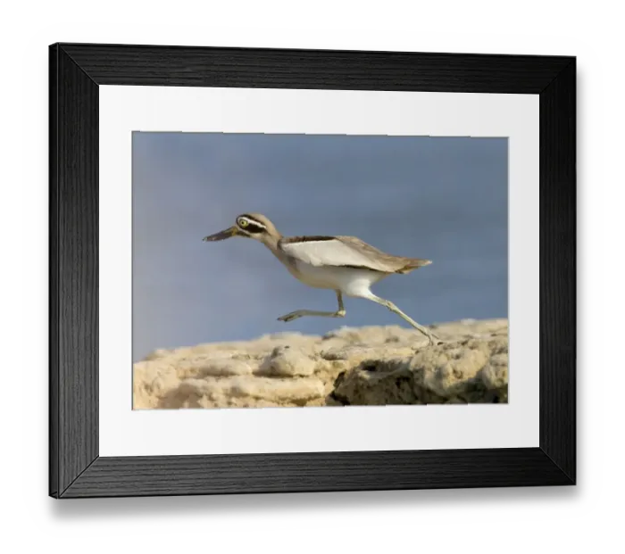 Framed Print : Great Thick-knee (Esacus recurvirostris) adult, running, Chambal River, Rajasthan, India, january Framed Print : Great Thick-knee (Esacus recurvirostris) adult, running, Chambal River, Rajasthan, India, january