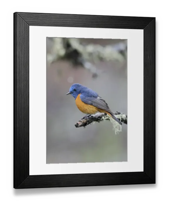 Framed Print : Blue-fronted Redstart (Phoenicurus frontalis) adult male, perched on twig, Yunnan, China, may Framed Print : Blue-fronted Redstart (Phoenicurus frontalis) adult male, perched on twig, Yunnan, China, may
