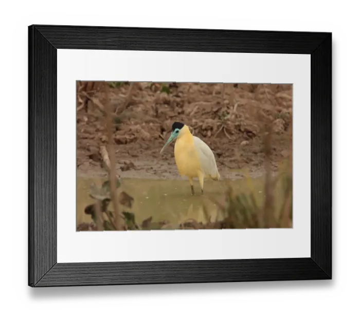 Framed Print : Capped Heron (Pilherodius pileatus) adult, standing in water, Pouso Alegre, Mato Grosso, Brazil, september
