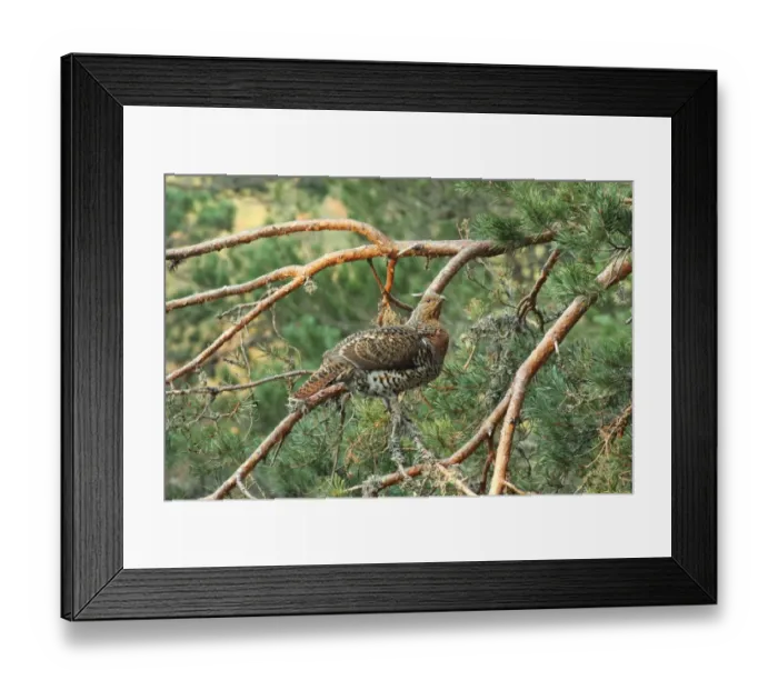 Framed Print : Western Capercaillie (Tetrao urogallus) adult female, watching display from branch in pine tree, Caledonian Forest, Cairngorms N. P. Grampian Mountains, Highlands, Scotland, april