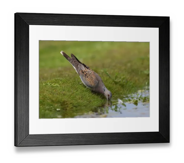 Framed Print : Eurasian Turtle-dove (Streptopelia turtur) adult, drinking at pond, Norfolk, England, july Framed Print : Eurasian Turtle-dove (Streptopelia turtur) adult, drinking at pond, Norfolk, England, july