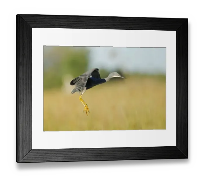 Framed Print : Slaty Egret (Egretta vinaceigula) adult, in flight, landing in wetland, Okavango Delta, Botswana Framed Print : Slaty Egret (Egretta vinaceigula) adult, in flight, landing in wetland, Okavango Delta, Botswana