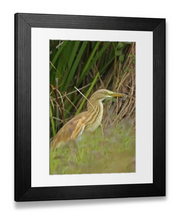 Framed Print : Squacco Heron (Ardeola ralloides) immature, feeding on frog, Bulgaria, september Framed Print : Squacco Heron (Ardeola ralloides) immature, feeding on frog, Bulgaria, september