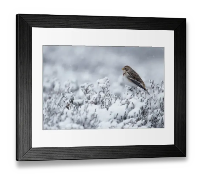 Framed Print : Snow Bunting (Plectrophenax nivalis) adult female, perched on snow covered heather in light snow shower, Cairngorms, Highlands, Scotland, winter Framed Print : Snow Bunting (Plectrophenax nivalis) adult female, perched on snow covered heather in light snow shower, Cairngorms, Highlands, Scotland, winter