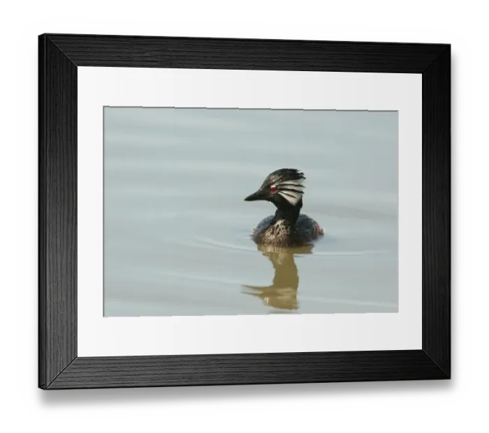 Framed Print : White-tufted Grebe (Rollandia rolland) adult, swimming, Costanera Sur, Rio de la Plata, Buenos Aires Province, Argentina, september Framed Print : White-tufted Grebe (Rollandia rolland) adult, swimming, Costanera Sur, Rio de la Plata, Buenos Aires Province, Argentina, september