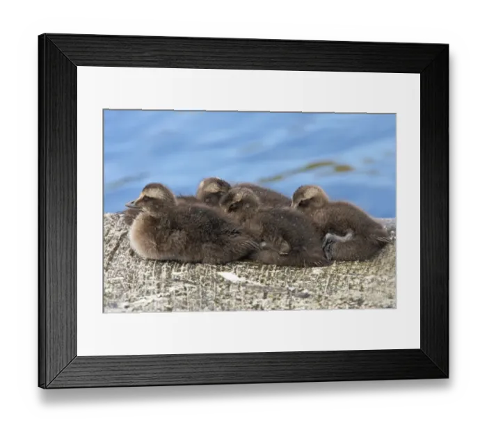 Framed Print : Common Eider (Somateria mollissima) ducklings, huddled together, Mainland, Shetland Islands, Scotland Framed Print : Common Eider (Somateria mollissima) ducklings, huddled together, Mainland, Shetland Islands, Scotland