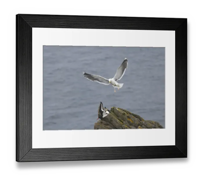 Framed Print : Great Black-backed Gull (Larus marinus) adult, summer plumage, in flight, attacking Eurasian Oystercatcher (Haematopus ostralegus), Noss, Shetland Islands, Scotland Framed Print : Great Black-backed Gull (Larus marinus) adult, summer plumage, in flight, attacking Eurasian Oystercatcher (Haematopus ostralegus), Noss, Shetland Islands, Scotland