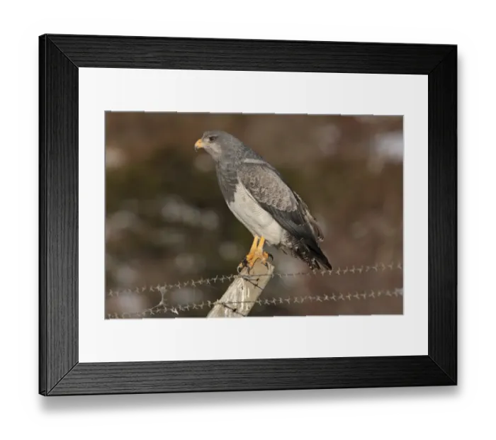 Framed Print : Black-chested Buzzard-eagle (Geranoaetus melanoleucus) adult, perched on fencepost, Ushuaia, Tierra del Fuego, Argentina, august Framed Print : Black-chested Buzzard-eagle (Geranoaetus melanoleucus) adult, perched on fencepost, Ushuaia, Tierra del Fuego, Argentina, august
