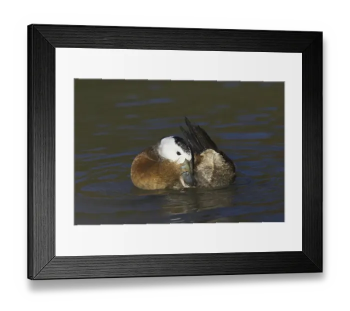 Framed Print : White-headed Duck (Oxyura leucocephala) adult male, preening on water, Arundel W. W. T. (captive)