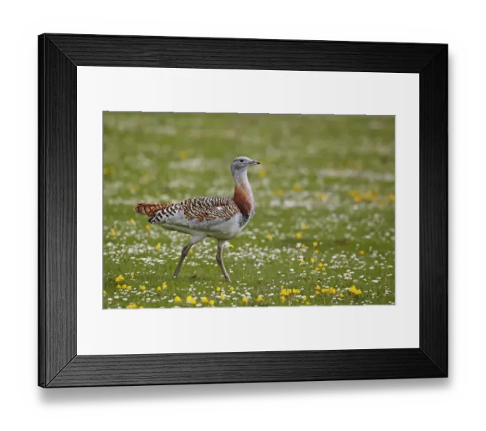 Framed Print : Great Bustard (Otis tarda) immature male, walking, Extremadura, Spain, april Framed Print : Great Bustard (Otis tarda) immature male, walking, Extremadura, Spain, april