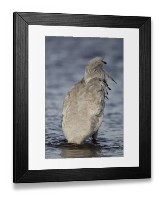 Framed Print : Common Crane (Grus grus) adult, feeding in water, with head and neck totally submerged, Lake Hornborga, Sweden Framed Print : Common Crane (Grus grus) adult, feeding in water, with head and neck totally submerged, Lake Hornborga, Sweden