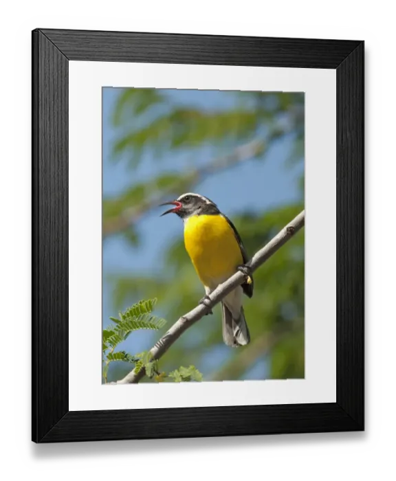 Framed Print : Bananaquit (Coereba flaveola) adult, singing, perched on acacia twig, Curacao, Lesser Antilles, Caribbean Framed Print : Bananaquit (Coereba flaveola) adult, singing, perched on acacia twig, Curacao, Lesser Antilles, Caribbean