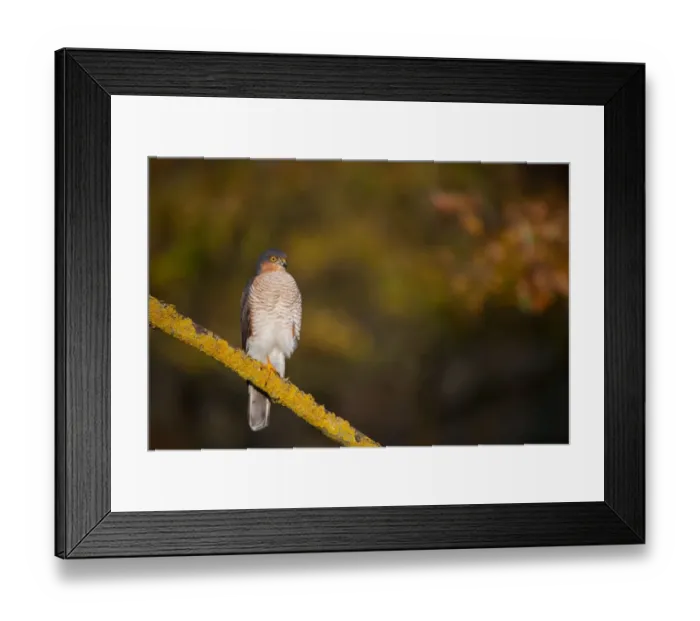 Framed Print : Eurasian Sparrowhawk (Accipiter nisus) adult male, perched on branch in oak woodland, Norfolk, England, december Framed Print : Eurasian Sparrowhawk (Accipiter nisus) adult male, perched on branch in oak woodland, Norfolk, England, december