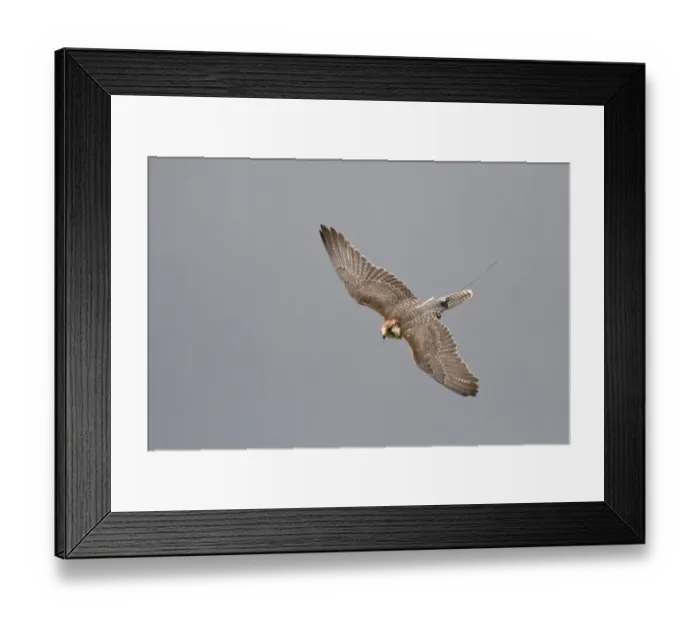 Framed Print : Lanner Falcon (Falco biarmicus) adult, in flight, with telemetry transmitter, captive Framed Print : Lanner Falcon (Falco biarmicus) adult, in flight, with telemetry transmitter, captive