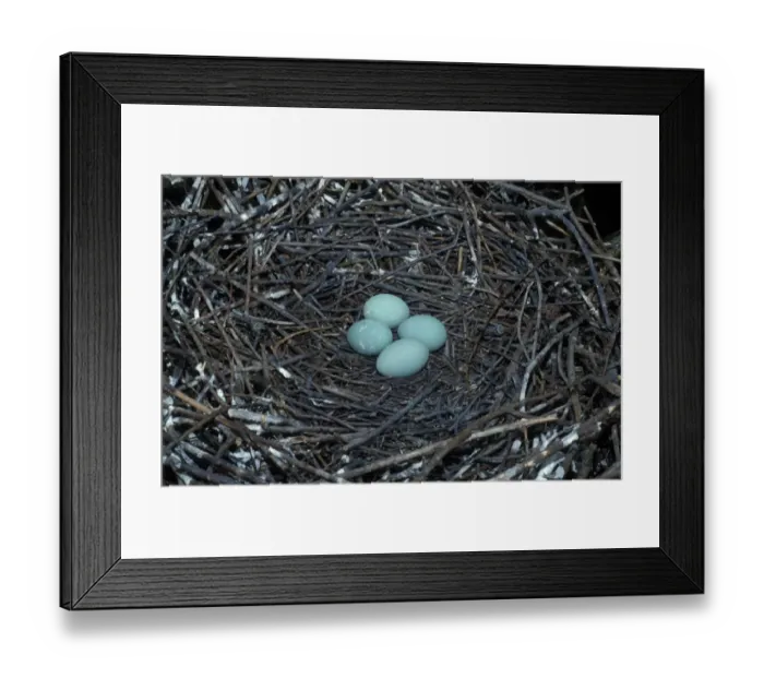 Framed Print : Grey Heron (Ardea cinerea) Close-up / nest and four eggs Framed Print : Grey Heron (Ardea cinerea) Close-up / nest and four eggs