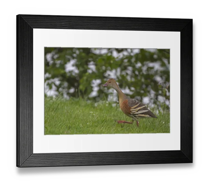 Framed Print : Plumed Whistling-duck (Dendrocygna eytoni) adult, walking in grass, New Zealand, november Framed Print : Plumed Whistling-duck (Dendrocygna eytoni) adult, walking in grass, New Zealand, november