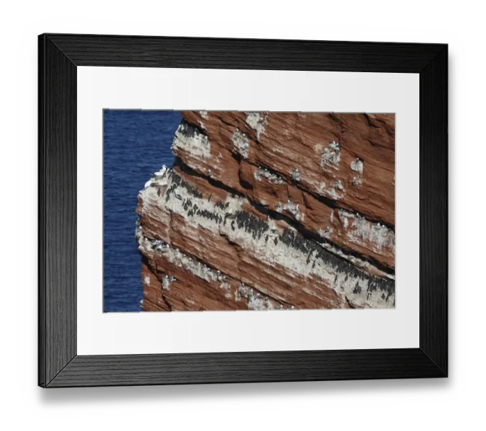 Framed Print : Common Guillemot (Uria aalge), Kittiwake (Rissa tridactyla), and Northern Gannet (Morus bassanus) breeding colony, nesting on sea cliffs, Heligoland, Schleswig-Holstein, Germany, may