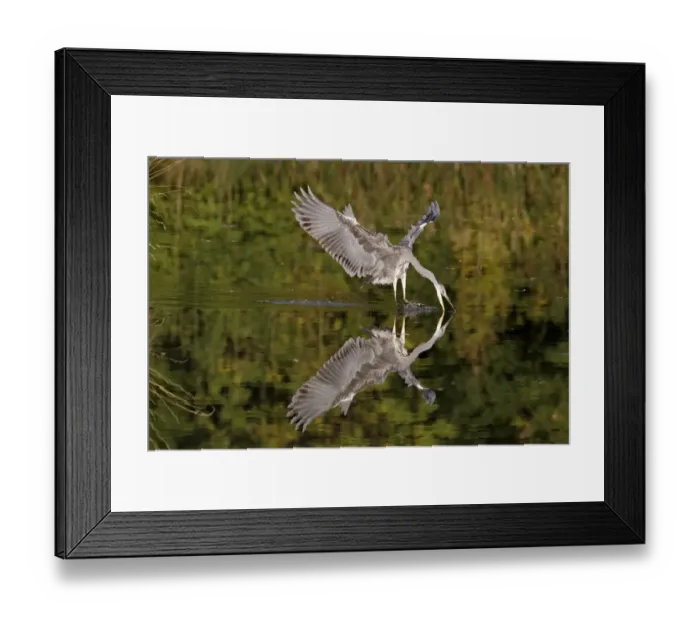 Framed Print : Grey Heron (Ardea cinerea) juvenile, feeding, striking at fish in water, Midlands, England, october (two of four in sequence)