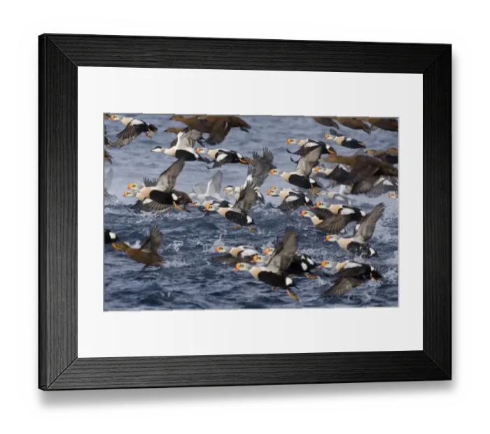 Framed Print : King Eider (Somateria spectabilis) and Common Eider (Somateria mollissima) flock, in flight, taking off from sea, Varanger Fjord, Norway, march Framed Print : King Eider (Somateria spectabilis) and Common Eider (Somateria mollissima) flock, in flight, taking off from sea, Varanger Fjord, Norway, march