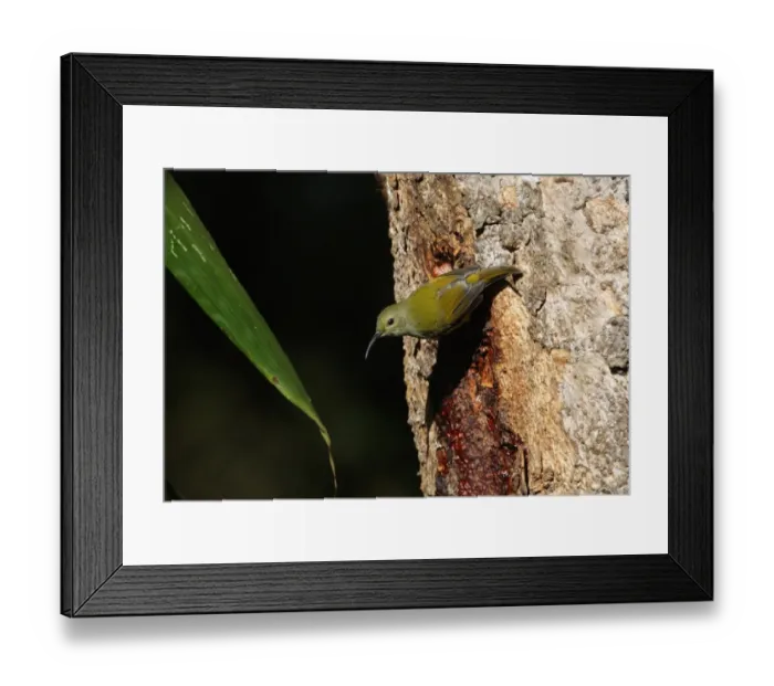 Framed Print : Green-tailed Sunbird (Aethopyga nipalensis koelzi) adult female, feeding on tree sap, Eaglenest Wildlife Sanctuary, Arunachal Pradesh, India, january Framed Print : Green-tailed Sunbird (Aethopyga nipalensis koelzi) adult female, feeding on tree sap, Eaglenest Wildlife Sanctuary, Arunachal Pradesh, India, january