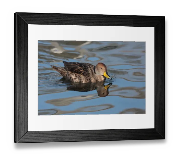 Framed Print : Yellow-billed Pintail (Anas georgica spinicauda) adult, swimming, Temaiken, Buenos Aires Province, Argentina, july Framed Print : Yellow-billed Pintail (Anas georgica spinicauda) adult, swimming, Temaiken, Buenos Aires Province, Argentina, july