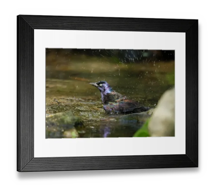 Framed Print : Common Grackle (Quiscalus guiscula) adult, bathing at pool in city parkland, Central Park, New York, New York State, U. S. A. april Framed Print : Common Grackle (Quiscalus guiscula) adult, bathing at pool in city parkland, Central Park, New York, New York State, U. S. A. april