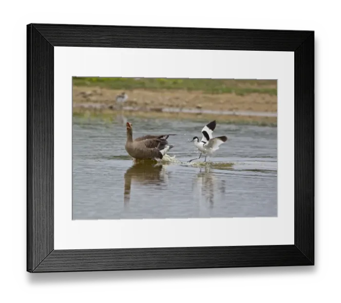 Framed Print : Eurasian Avocet (Recurvirostra avocetta) adult, attacking Greylag Goose (Anser anser) adult, Minsmere RSPB Reserve, Suffolk, England, june Framed Print : Eurasian Avocet (Recurvirostra avocetta) adult, attacking Greylag Goose (Anser anser) adult, Minsmere RSPB Reserve, Suffolk, England, june