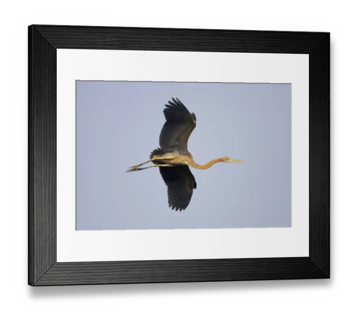 Framed Print : Purple Heron (Ardea purpurea) juvenile, in flight, Keoladeo Ghana N. P. (Bharatpur), Rajasthan, India Framed Print : Purple Heron (Ardea purpurea) juvenile, in flight, Keoladeo Ghana N. P. (Bharatpur), Rajasthan, India