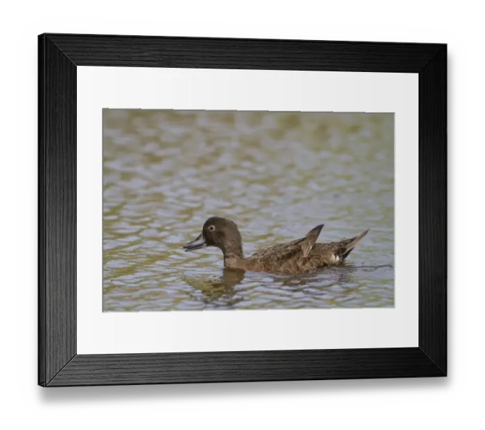 Framed Print : Brown Teal (Anas chlorotis) adult, swimming, New Zealand, november