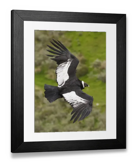 Framed Print : Andean Condor (Vultur gryphus) adult female, in flight, Patagonia, Chile, november