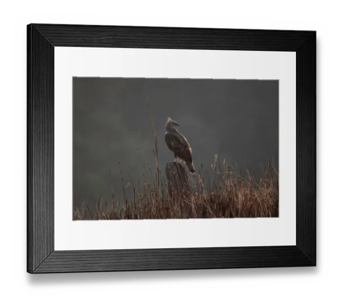 Framed Print : Changeable Hawk-eagle (Nisaetus cirrhatus) adult, perched on stump, Corbett N. P. Uttarakhand, India, february