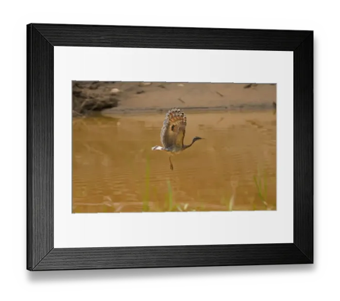 Framed Print : Sunbittern (Eurypyga helias) adult, in flight over river, Tambopata National Reserve, Peruvian Amazon Basin, Peru