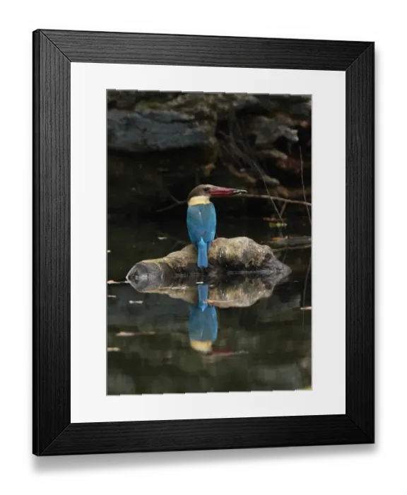 Framed Print : Stork-billed Kingfisher (Pelargopsis capensis) adult, with fish in beak, perched on partially submerged branch, Sri Lanka, december Framed Print : Stork-billed Kingfisher (Pelargopsis capensis) adult, with fish in beak, perched on partially submerged branch, Sri Lanka, december
